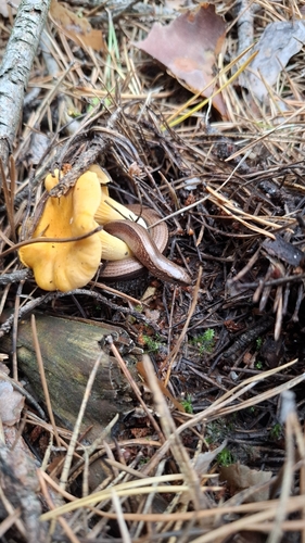 Common Slowworm