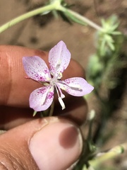 Clarkia similis