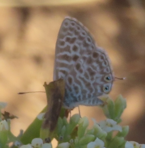 Lang's Short-tailed Blue