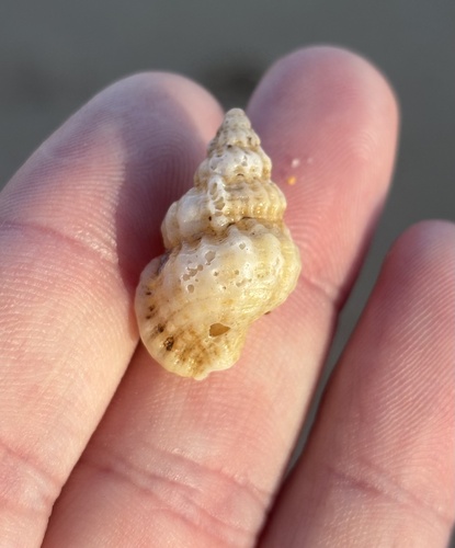 Cymatiella verrucosa, 2026-09-11