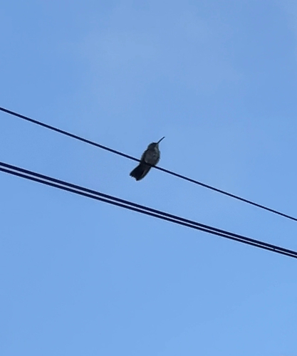 Plain-bellied Emerald
