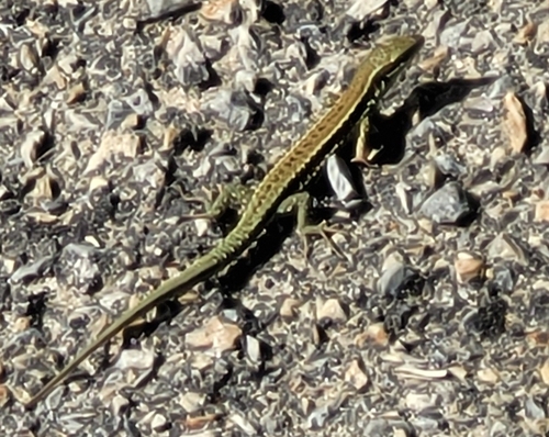 Common Wall Lizard