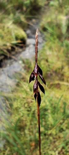 Carex pulicaris, photograph 3