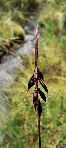 Carex pulicaris, photograph 4