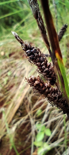 Carex flacca, photograph 4