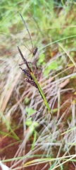 Carex flacca, photograph (c) Santiago Martín-Bravo, some rights reserved (CC BY)