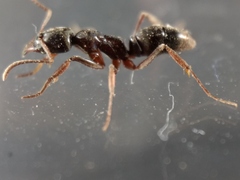 Mesoponera australis