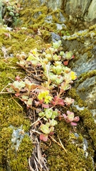 Sedum spathulifolium