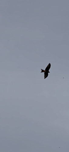 Red Kite