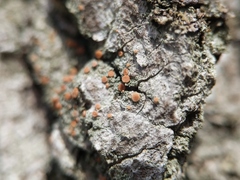 Bacidia rubella