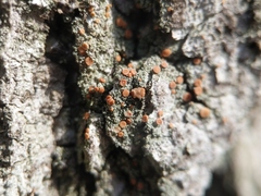 Bacidia rubella