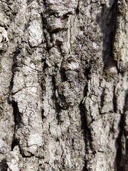 Bacidia rubella