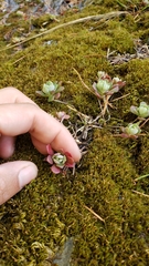 Sedum spathulifolium