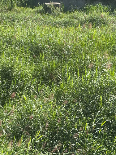 Korean Water Deer