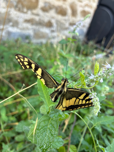 Old World Swallowtail