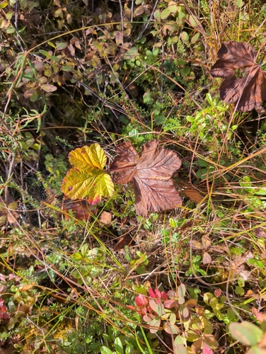 cloudberry
