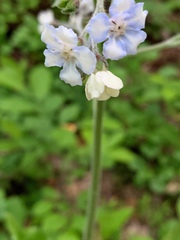 Andersonglossum