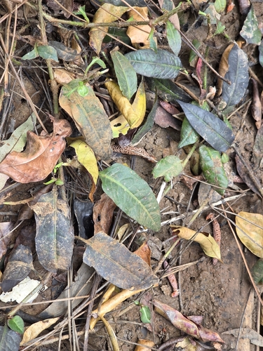 Persicaria strigosa observed 2026-09-11