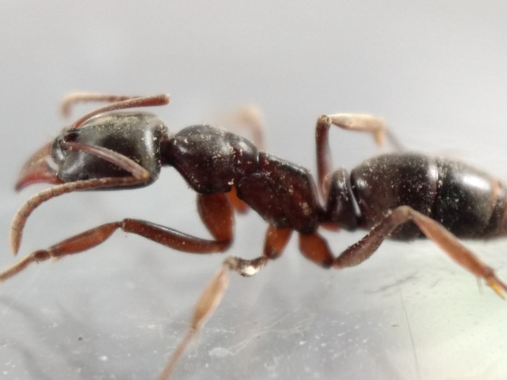 Mesoponera australis