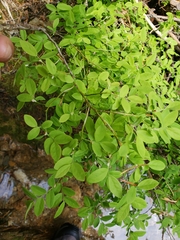 Vaccinium shastense nevadense