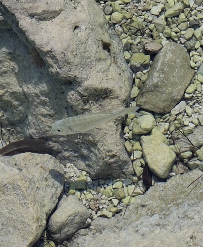 Gilthead Seabream