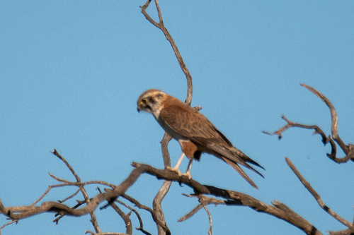 Brown Falcon