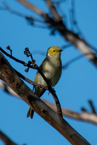 White-plumed Honeyeater