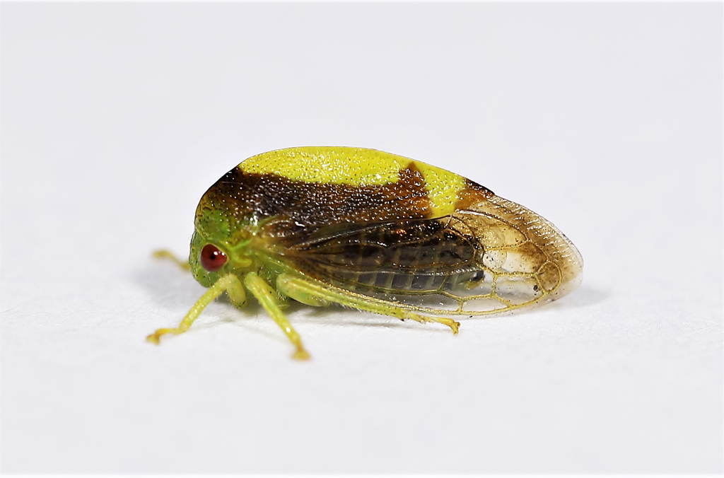 Atymna querci