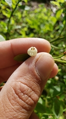Vaccinium shastense nevadense