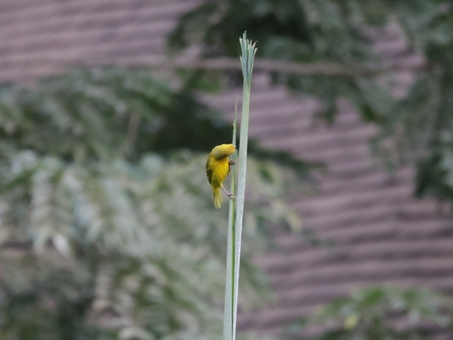 iNaturalist image