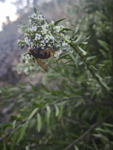 Hornet Mimic Hover Fly