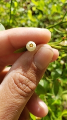 Vaccinium shastense nevadense
