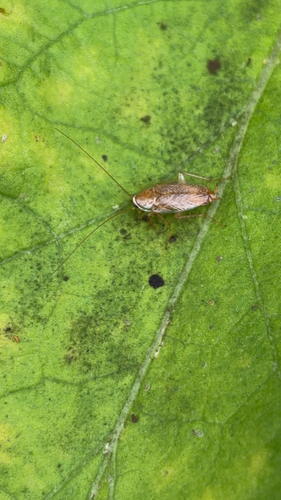 Variable Cockroach