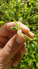 Vaccinium shastense nevadense