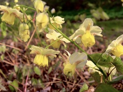Epimedium