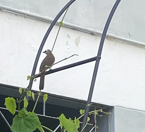 Yellow-vented Bulbul