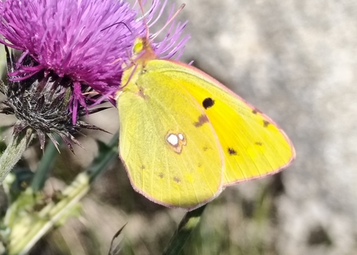 Clouded Yellow