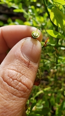 Vaccinium shastense nevadense