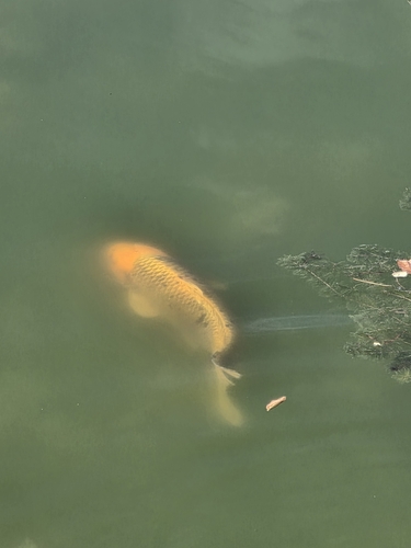 Amur Carp