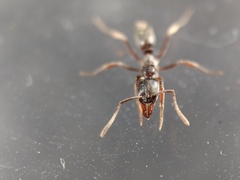 Mesoponera australis