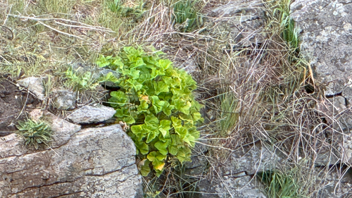 Pelargonium australe, photograph 3