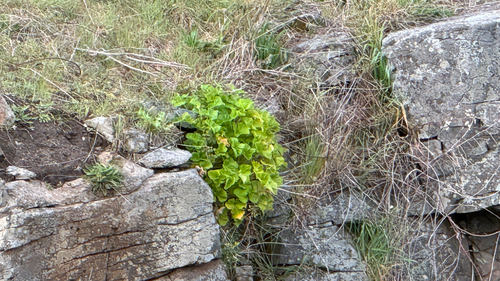 Pelargonium australe, photograph 2