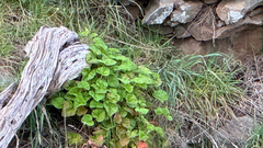 Pelargonium australe, photograph (c) Lukas Krug, some rights reserved (CC BY)