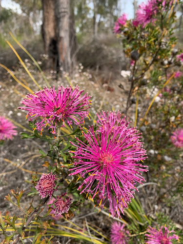 Pincushion Coneflower