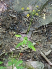 Thaspium trifoliatum
