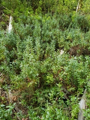 Leucothoe davisiae