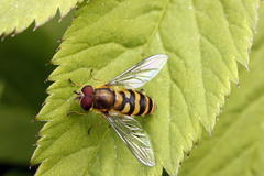 Syrphus ribesii