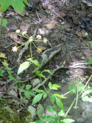 Thaspium trifoliatum
