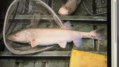 Ptychocheilus lucius