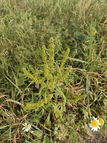 Rumex maritimus, photograph 2